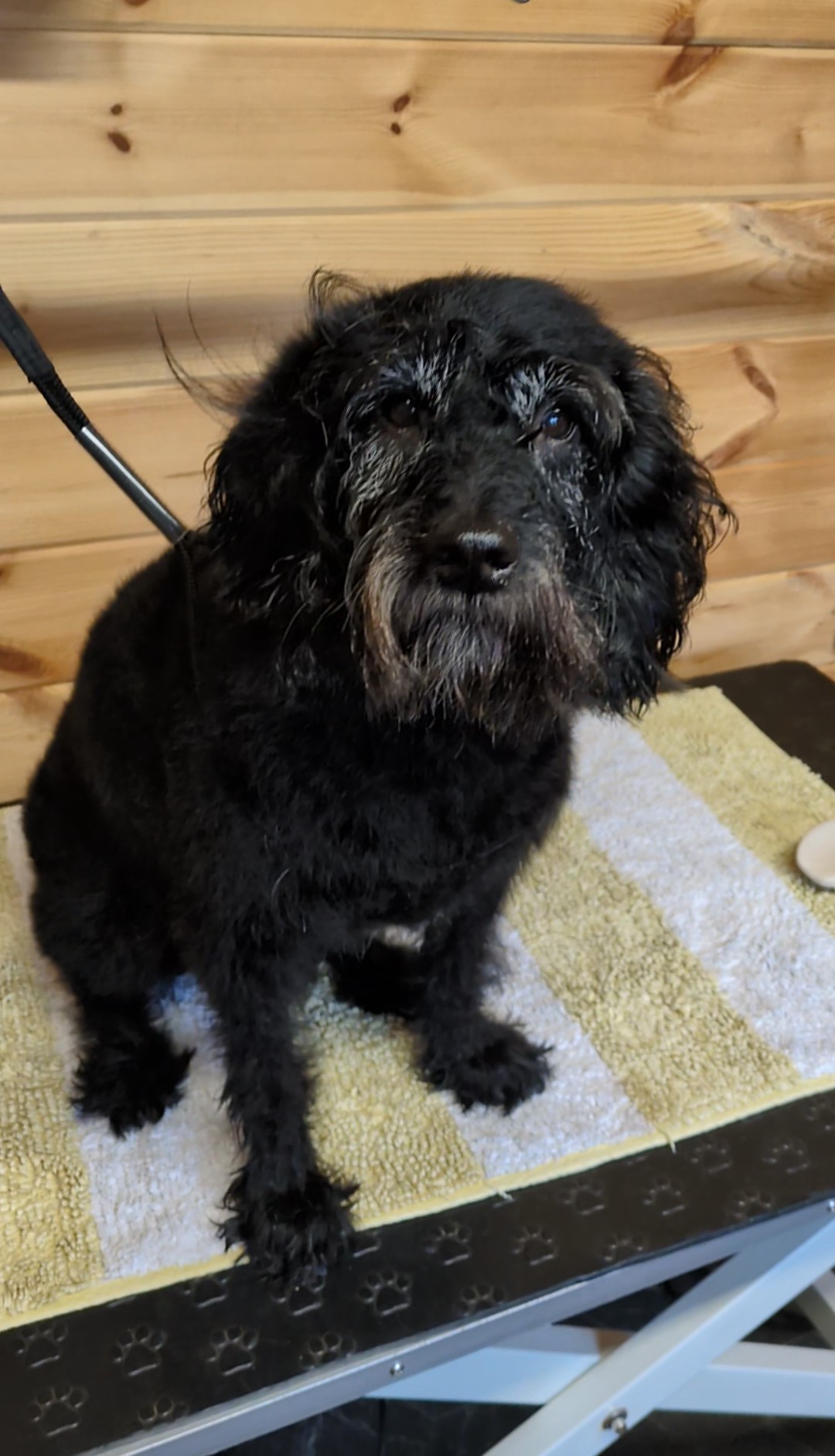 Before grooming