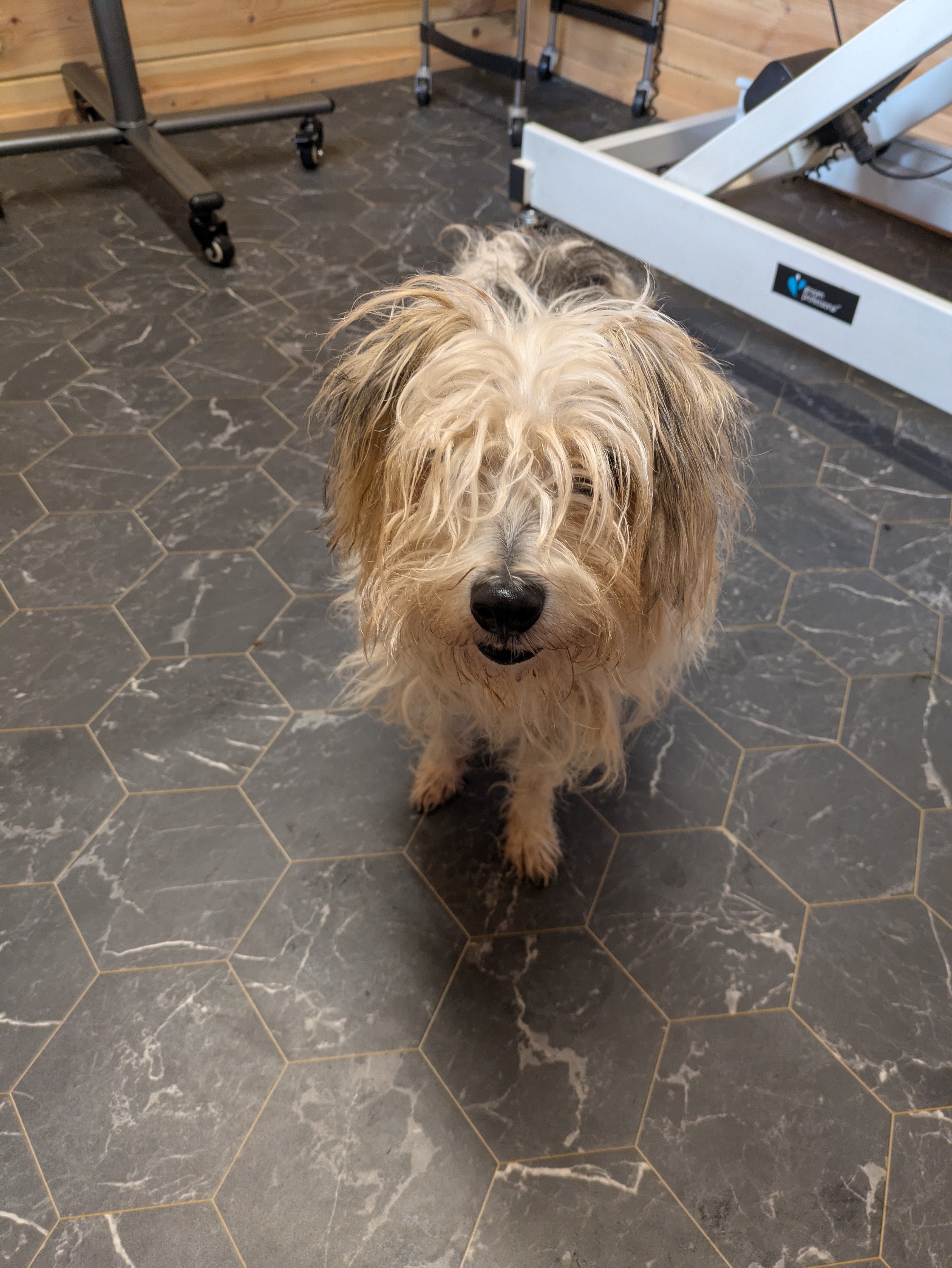 Before grooming