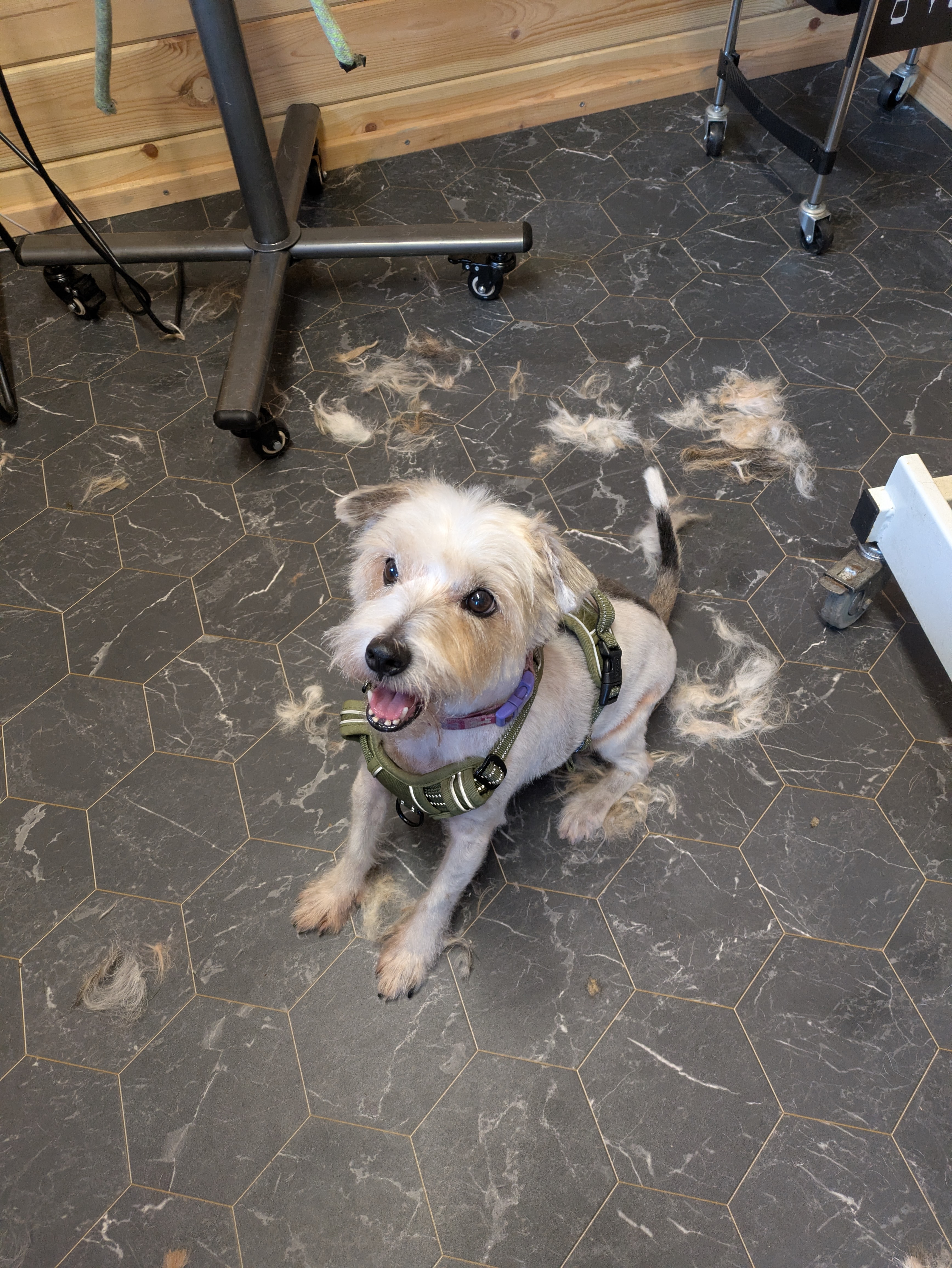 After grooming