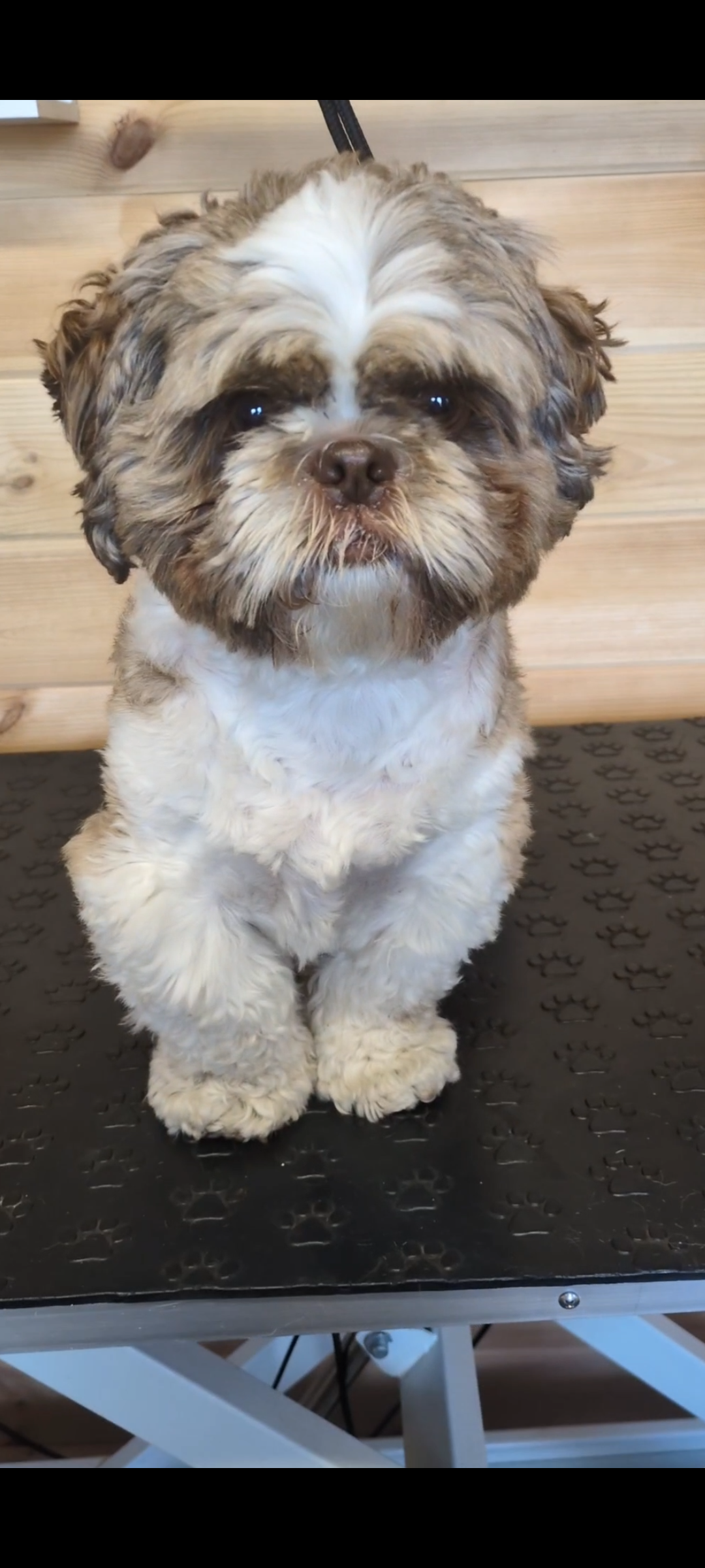 Before grooming
