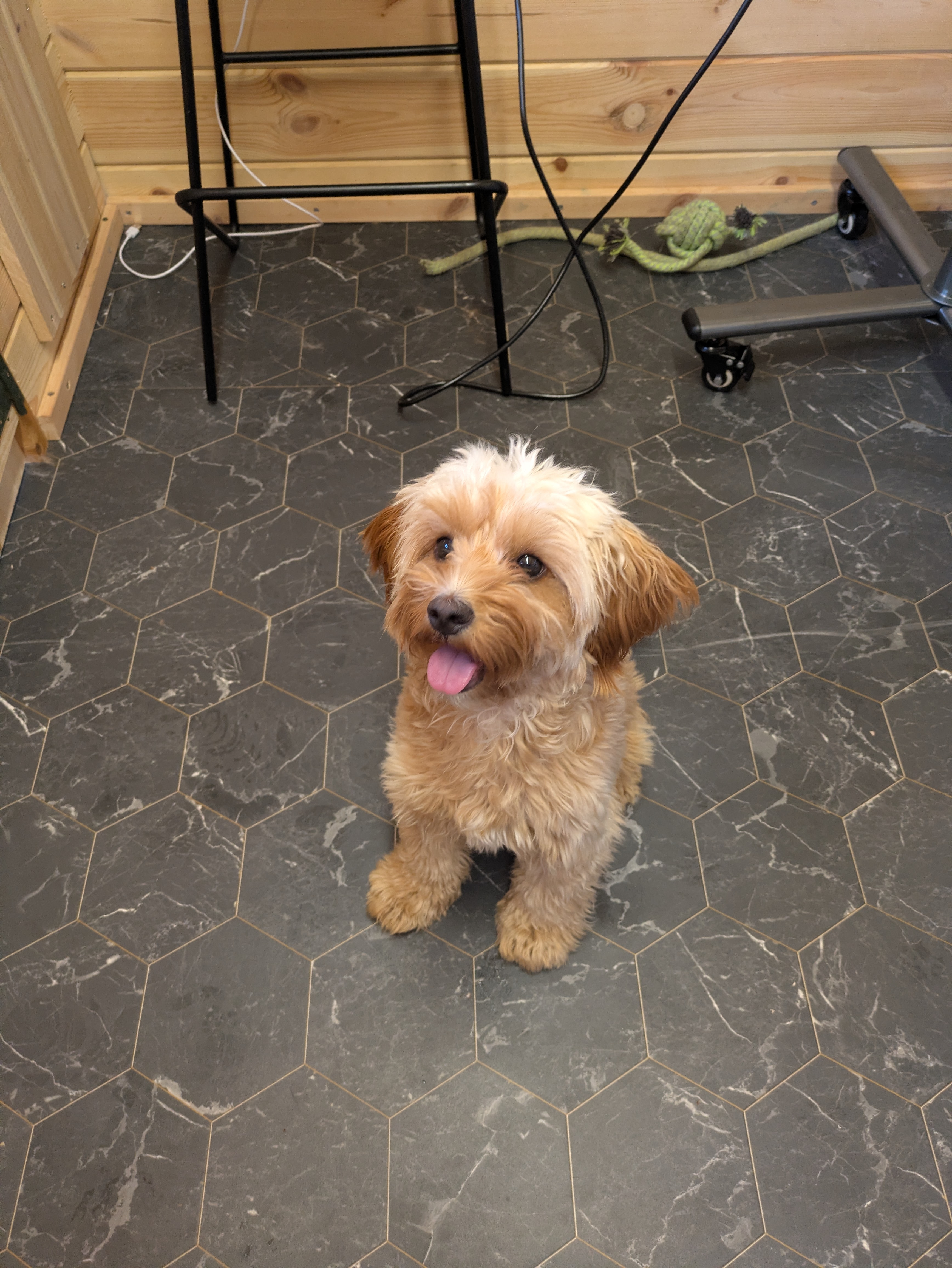 Before grooming