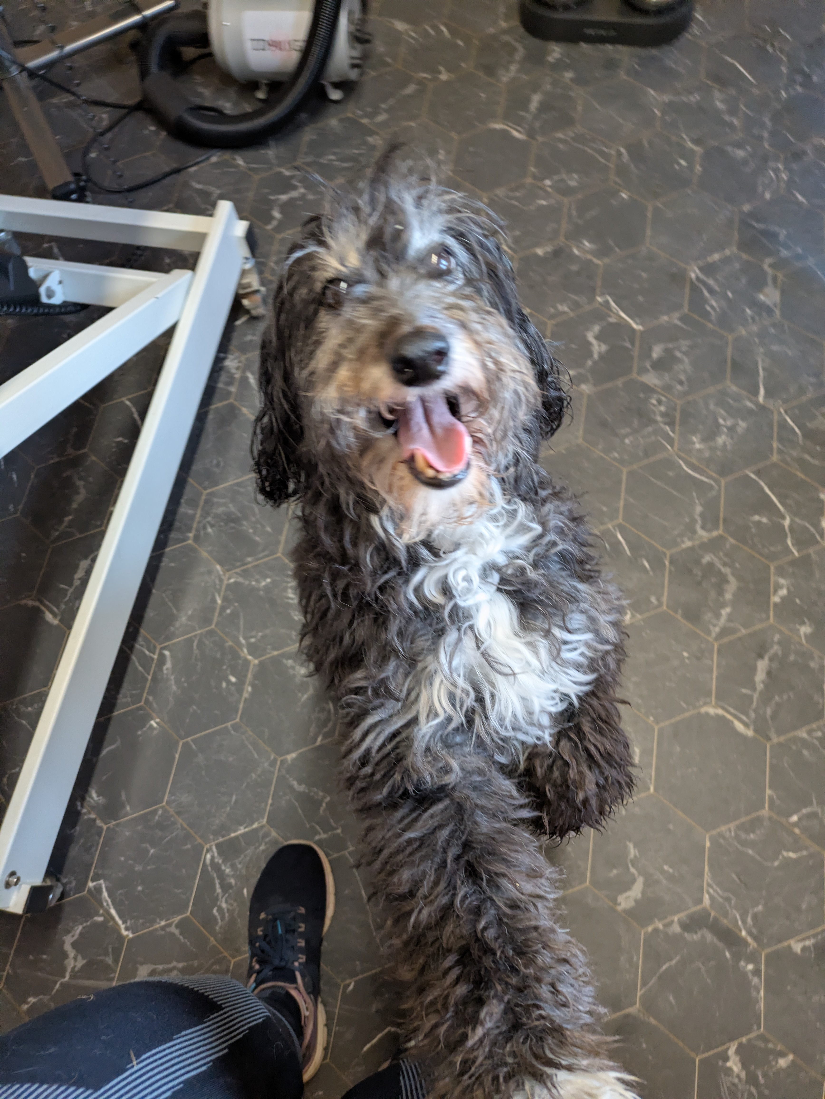 Before grooming