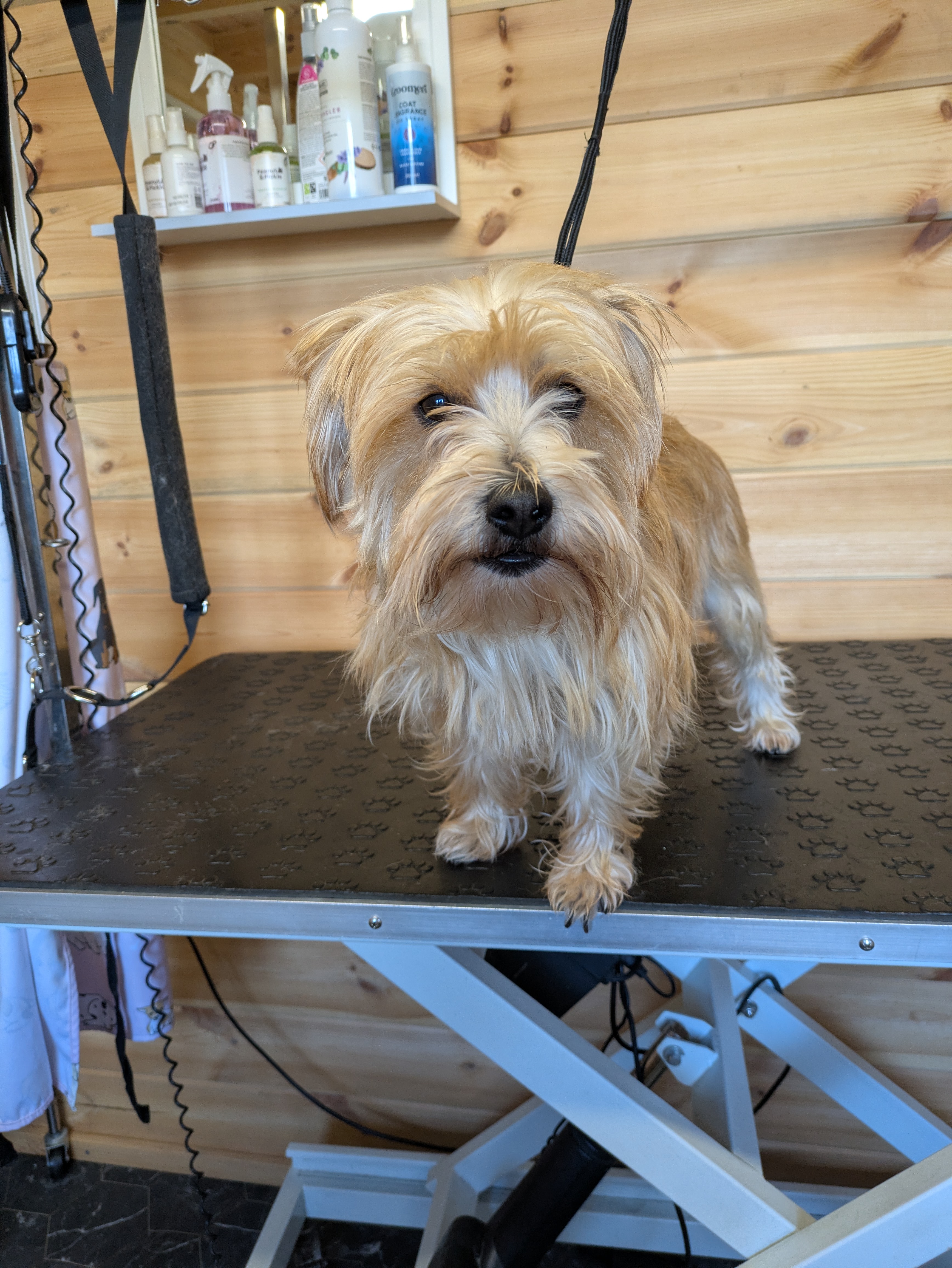 Before grooming