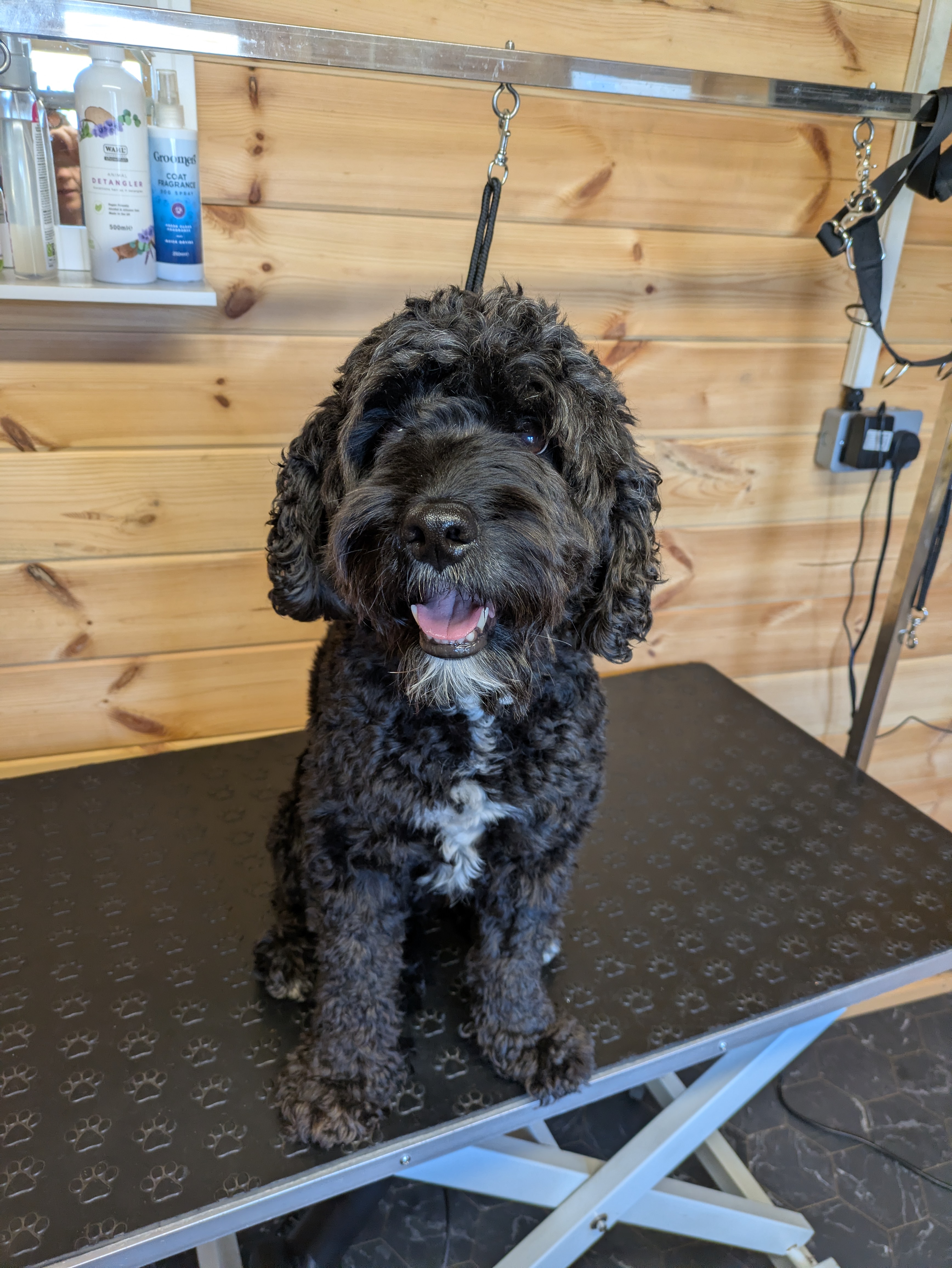 Before grooming